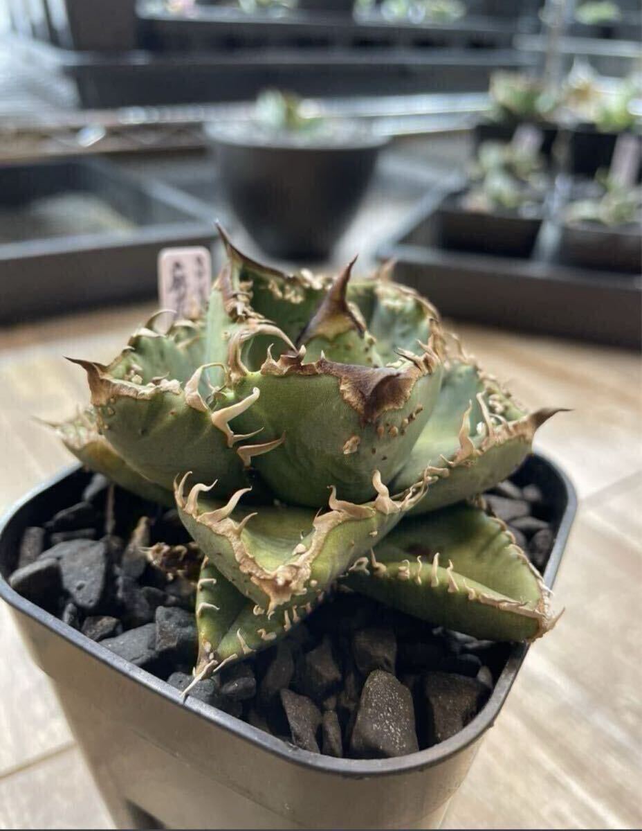 item_image_4