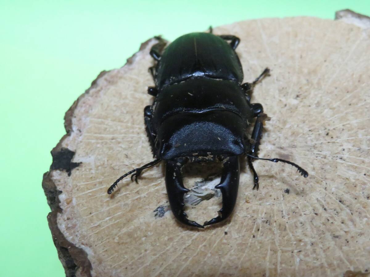 ⭐️⭐️⭐️スジブトヒラタ大型♂標本⭐️⭐️⭐️ スジブトヒラタクワガタ 特大ペア ♂68.7mm♀44.4mm 徳之島