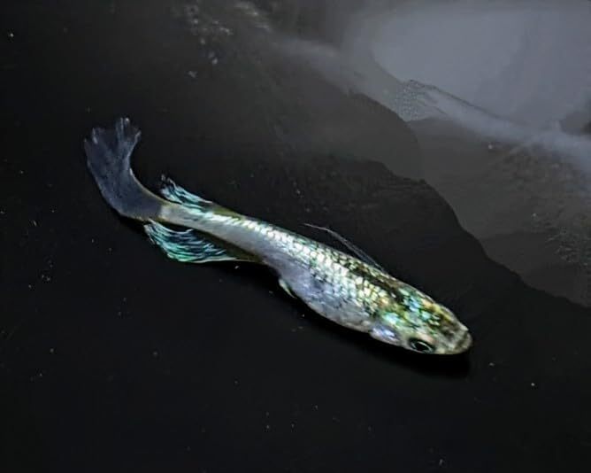 サボテン風雅 若魚3匹トリオメダカ水槽 メダカ種類 メダカの飼い方室内 メダカの飼い方 メダカの飼い方屋外_画像5