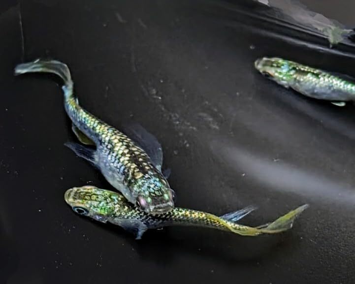 サボテン風雅 若魚3匹トリオメダカ水槽 メダカ種類 メダカの飼い方室内 メダカの飼い方 メダカの飼い方屋外_画像3