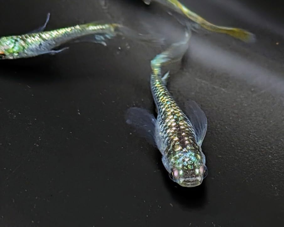 サボテン風雅 若魚3匹トリオメダカ水槽 メダカ種類 メダカの飼い方室内 メダカの飼い方 メダカの飼い方屋外_画像4