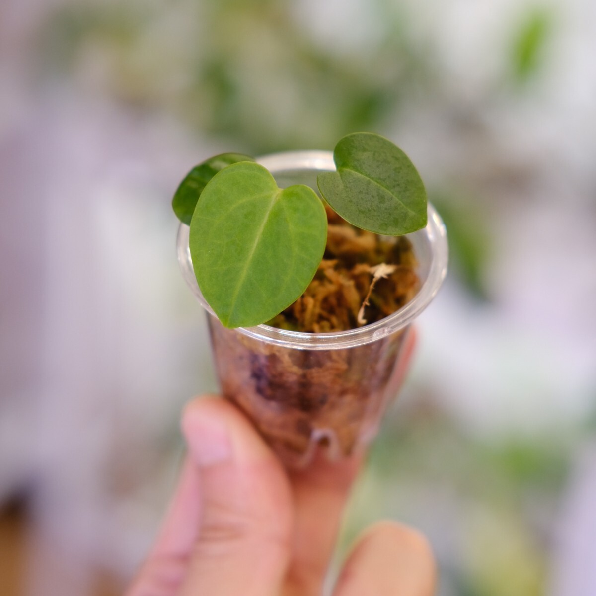 アンスリウム カーラブラッキアエ Anthurium carlablackiae カーラ