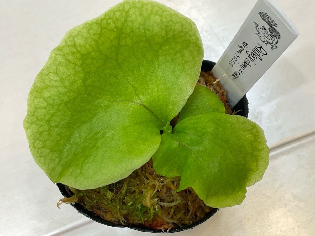 イ*マ様 ridleyi mix spore ビカクシダ 15pot ridleyi Dwarf Silvery × nano 細葉 ミックス リドレイ