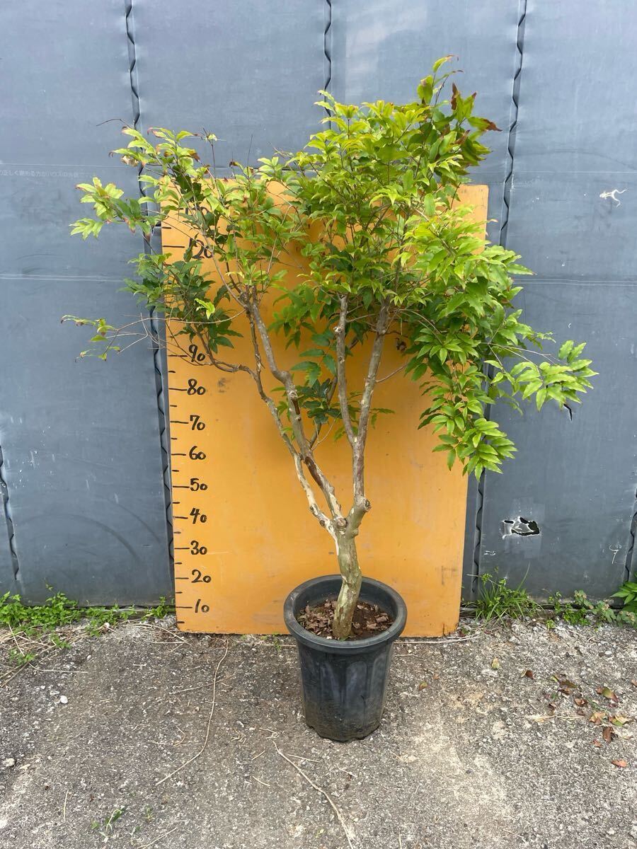 阿波の青石 庭石 庭園資材 盆栽 日本庭園 うぶ石 希少材 20kg