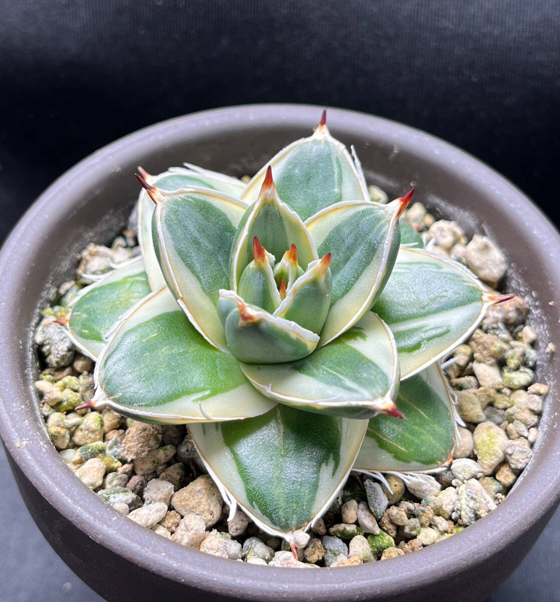 Agave filifera 'Pinky' 王妃笹の雪A型 アガベ ピンキー アガベ ピンキー 王妃笹の雪A型白覆輪 Agave filifera 'Pinky