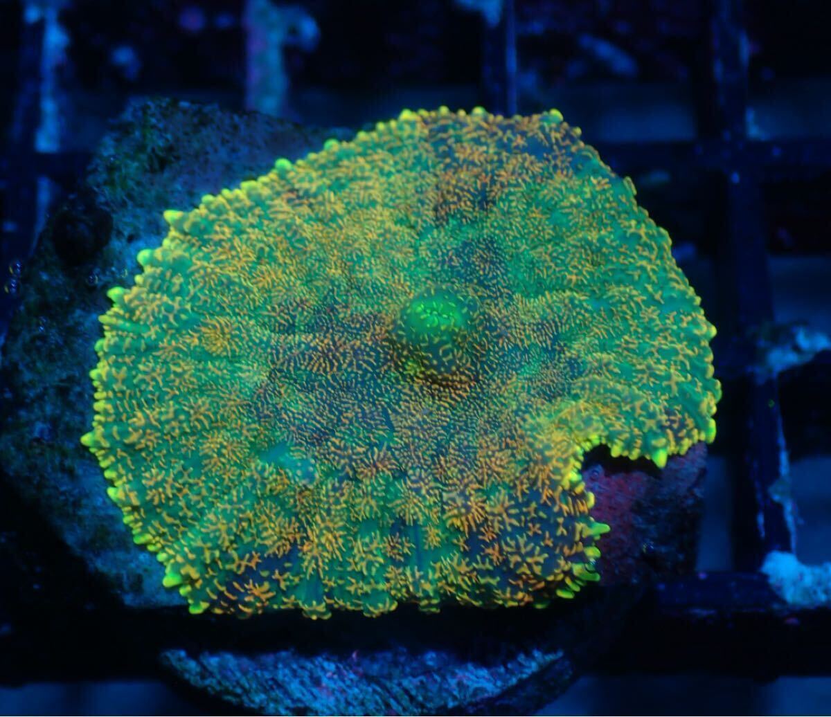 【Care Frag】大きめで見応えあります！6月第3週現地買付＊SelectionBaliShip＊ディスクコーラル＊ソフトコーラル＊Premium＊土日発送不可