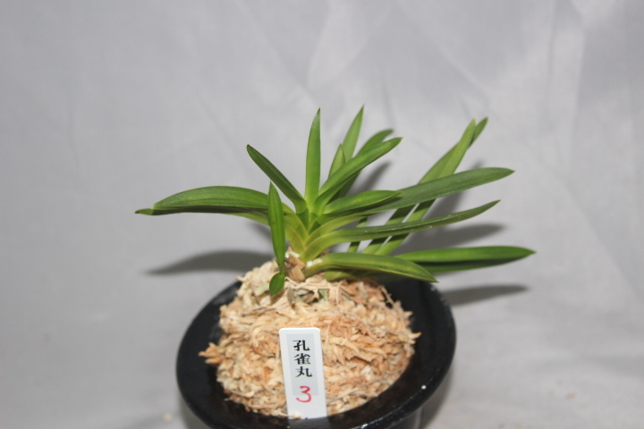 孔雀丸（本芸品） 2 富貴蘭 フウラン 山野草