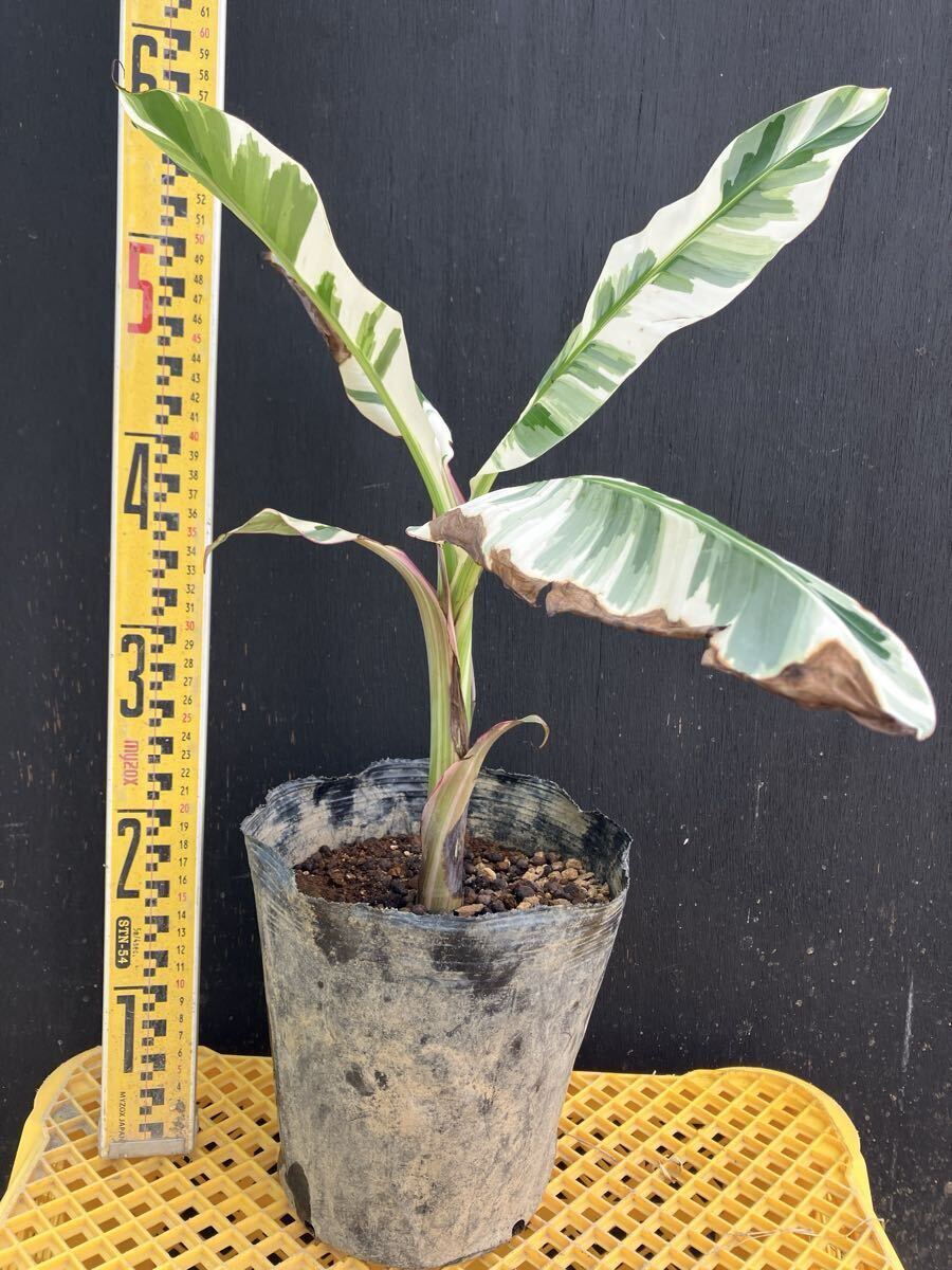 ばなな Tom's BBQ - East Mesa (5005 E McKellips Rd) Menu Mesa