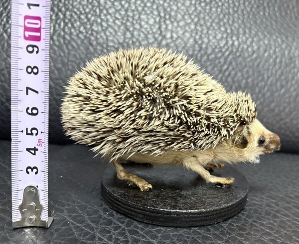 ヨツユビハリネズミ (Four-toed hedgehog) 剥製 ☆ 1,000円~売切!☆ ヨツユビハリネズミ (Four-toed hedgehog