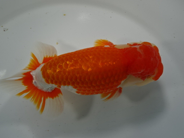 ◆大万らんちゅう◆委託出品　モンスター系　会用凄い尾　三歳オス　赤勝ち　その八