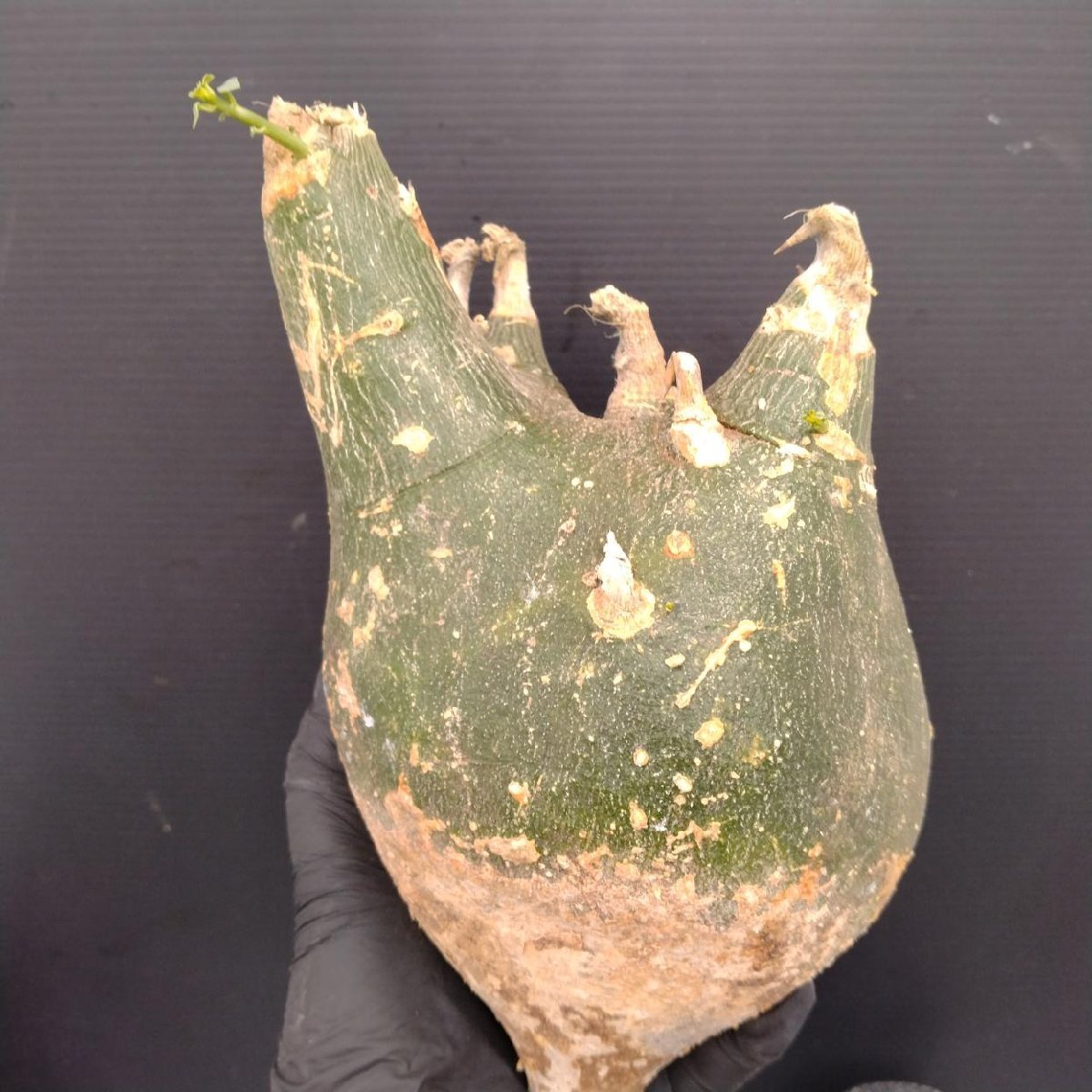 8506 「塊根植物」アデニア プセウドグロボーサ 抜き苗【最新到着・Adenia pseudoglobosa・多肉植物・丸株・削れ等あり】