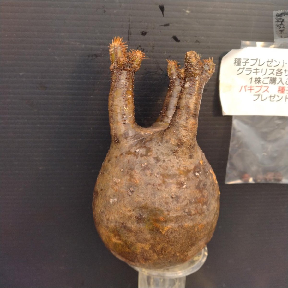 4435 「1株購入でパキプス種子プレゼント」パキポディウム グラキリスS 抜き苗【7/17最新到着・根切確認済・多肉植物・塊根植物】