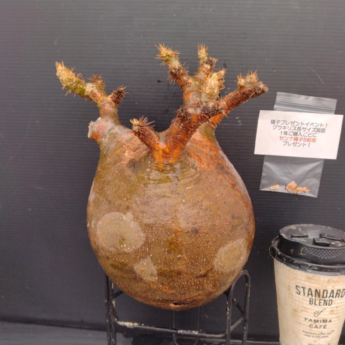 8335 「1株購入でセンナ種子プレゼント」パキポディウム グラキリス　L 抜き苗【7/17最新到着・根切確認済・多肉植物・塊根植物】