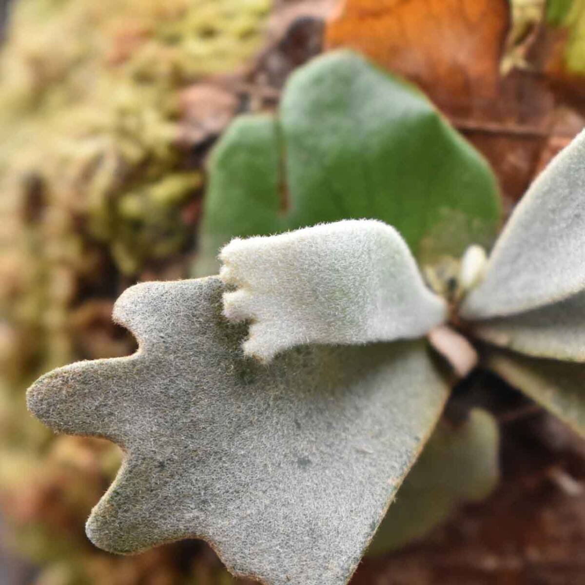 P.Veitchii AR x Yellow moon sporeling Pup 子株 【はっぱさん