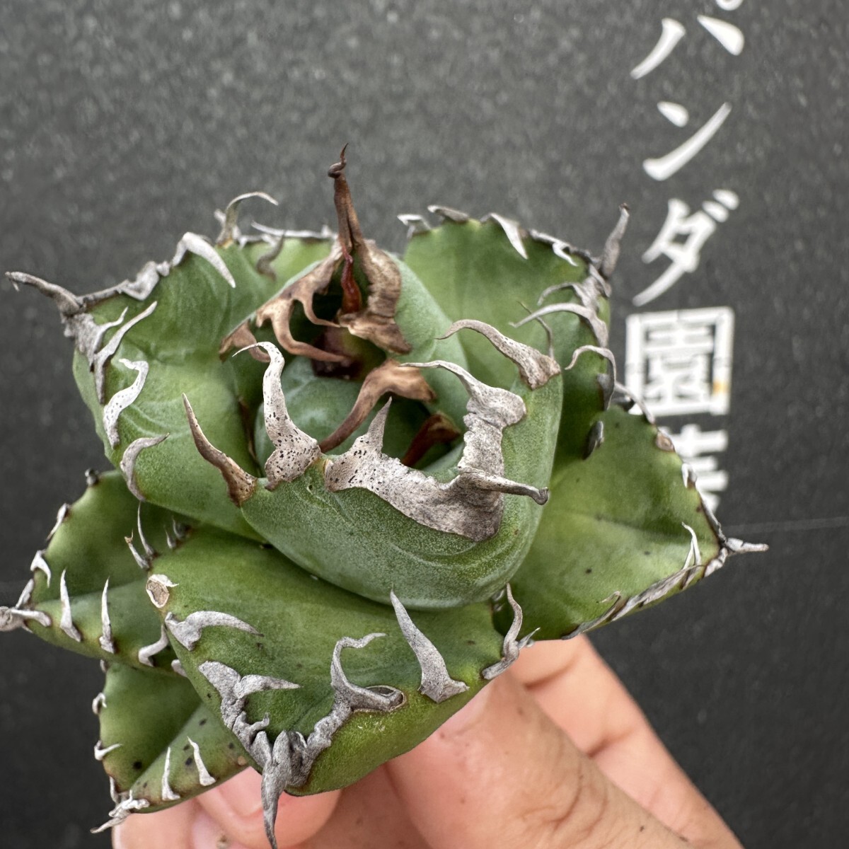 item_image_2
