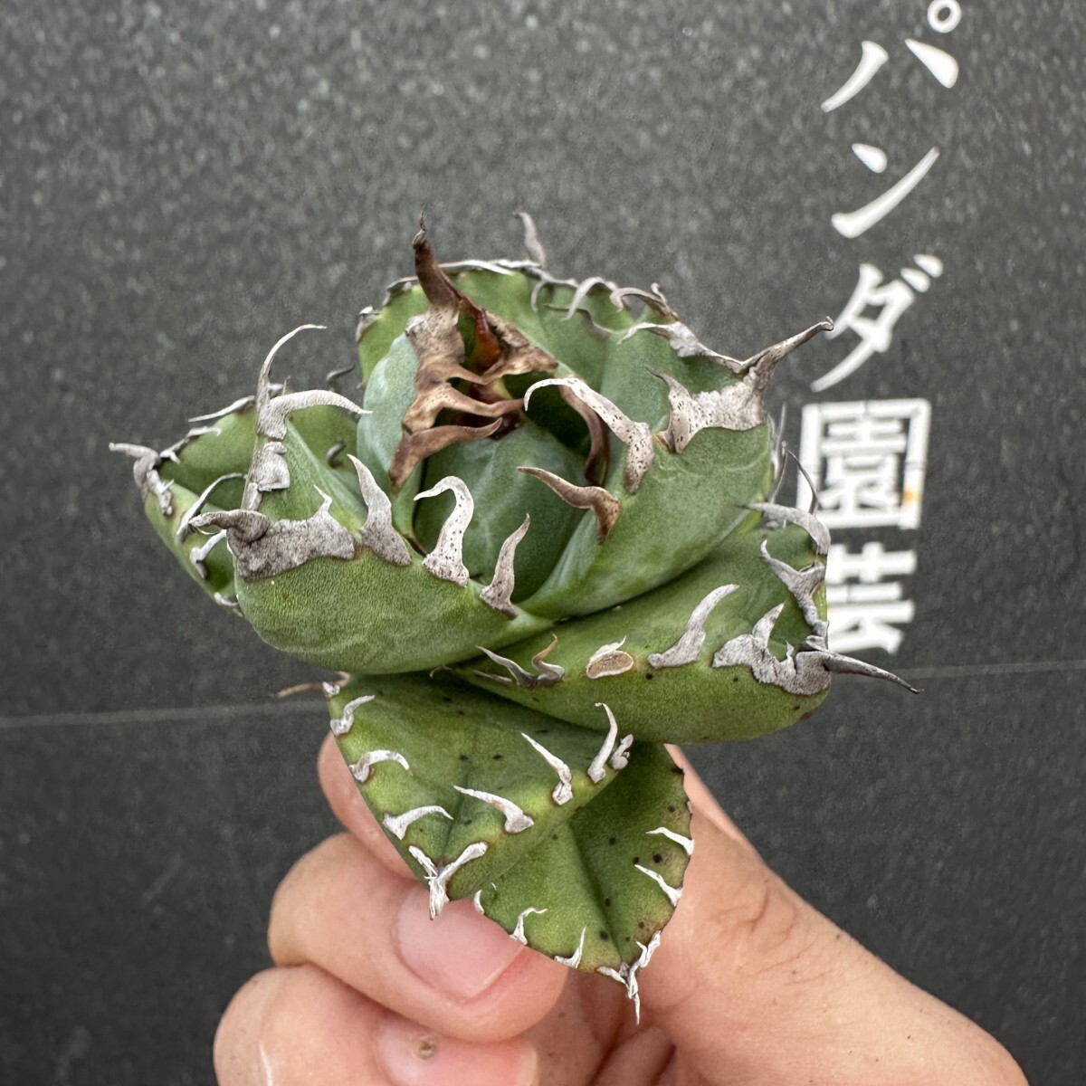 item_image_4