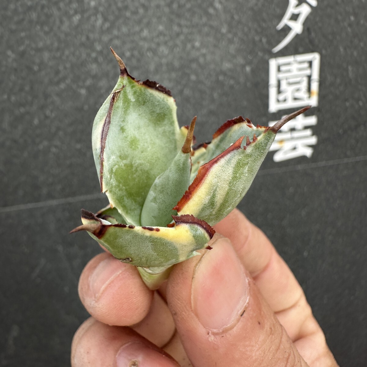 item_image_5