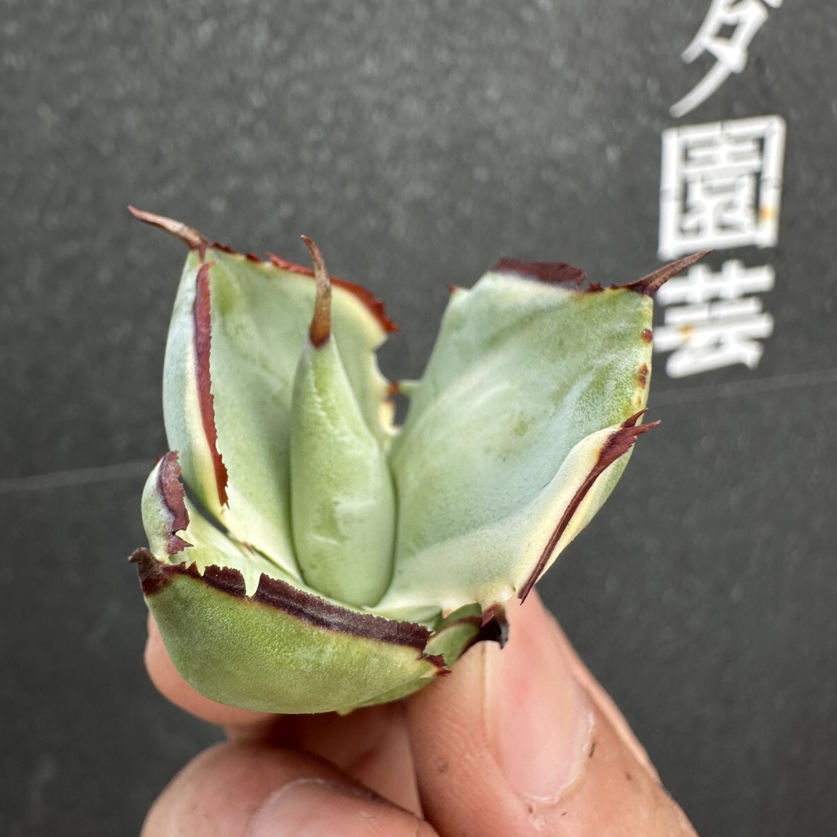 item_image_6