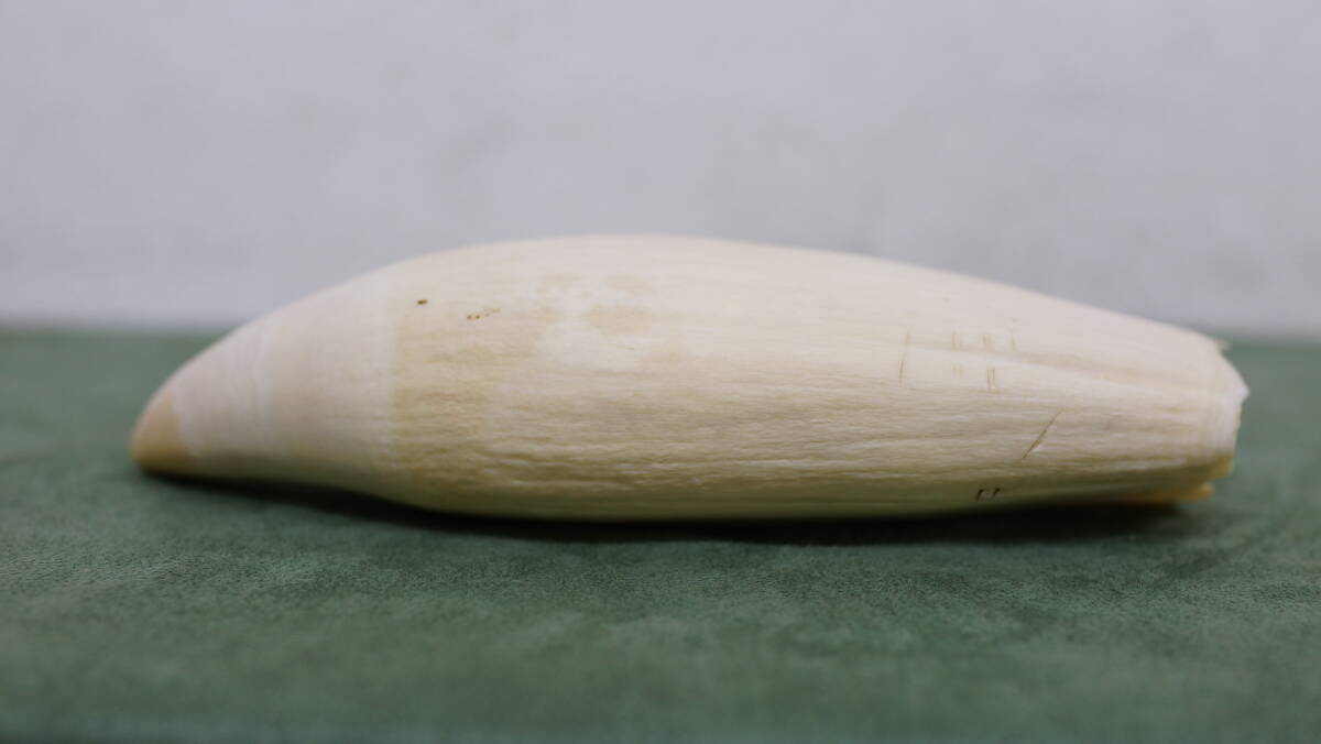 鯨歯 約9.5cm 約86.3g マッコウ鯨牙 抹香鯨 抹香鯨 クジラ 歯 牙 幅 約4.6cm 奥行 約7cm 長さ 約19cm 重量