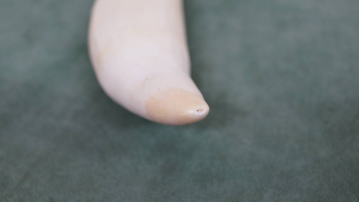 鯨歯 約9.5cm 約86.3g マッコウ鯨牙 抹香鯨 抹香鯨 クジラ 歯 牙 幅 約4.6cm 奥行 約7cm 長さ 約19cm 重量