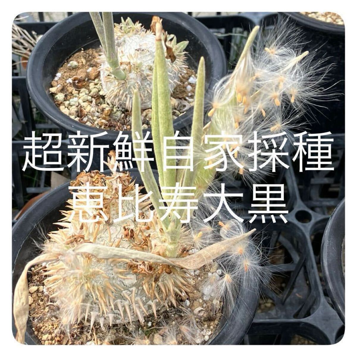 自家採種した超新鮮な パキポディウム 恵比寿大黒 の種子100粒 Bibian 比比昂- 自家採種した超新鮮なパキポディウム恵比寿大黒