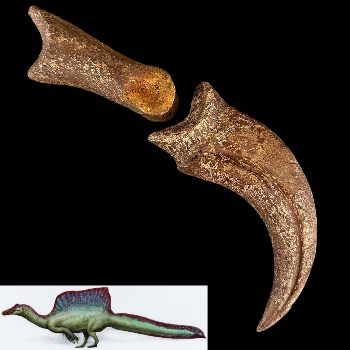 ◇スピノサウルス ハンドクロウ◇かぎ爪 関節/化石 恐竜