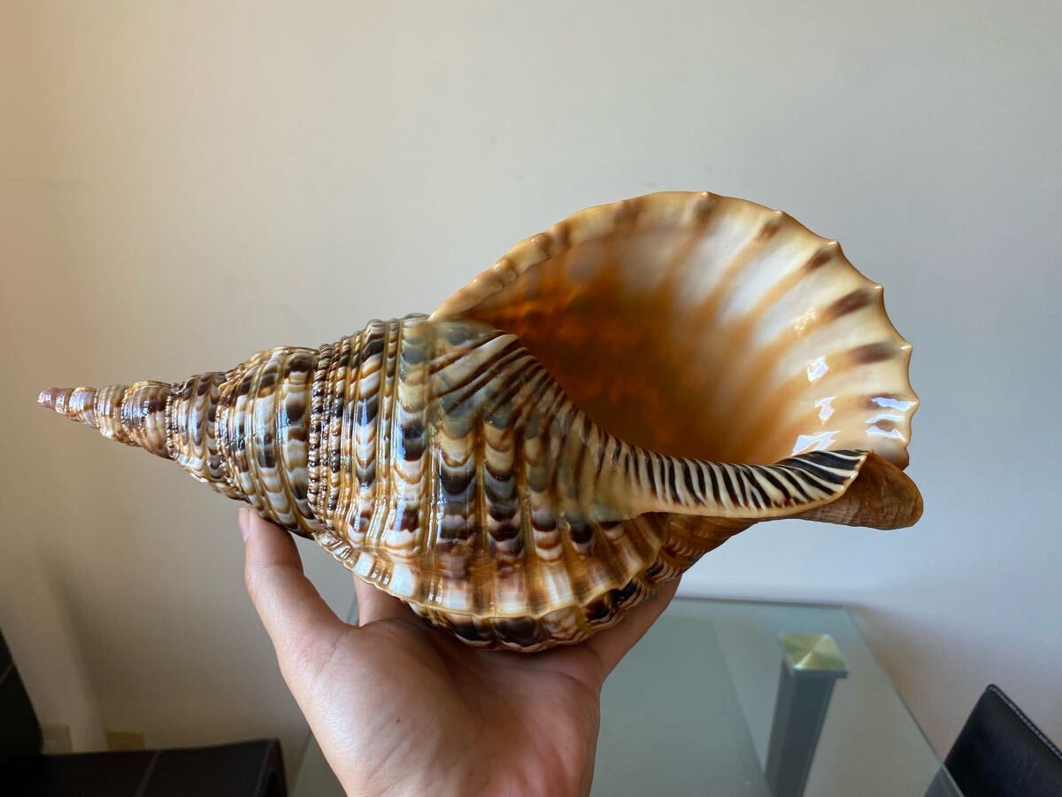 法螺貝　ホラ貝　新鮮なホラ貝　特大サイズ　42cm 1.4キロ以上 法螺貝 ホラ貝 新鮮なホラ貝 特大サイズ 42cm 1.4キロ以上