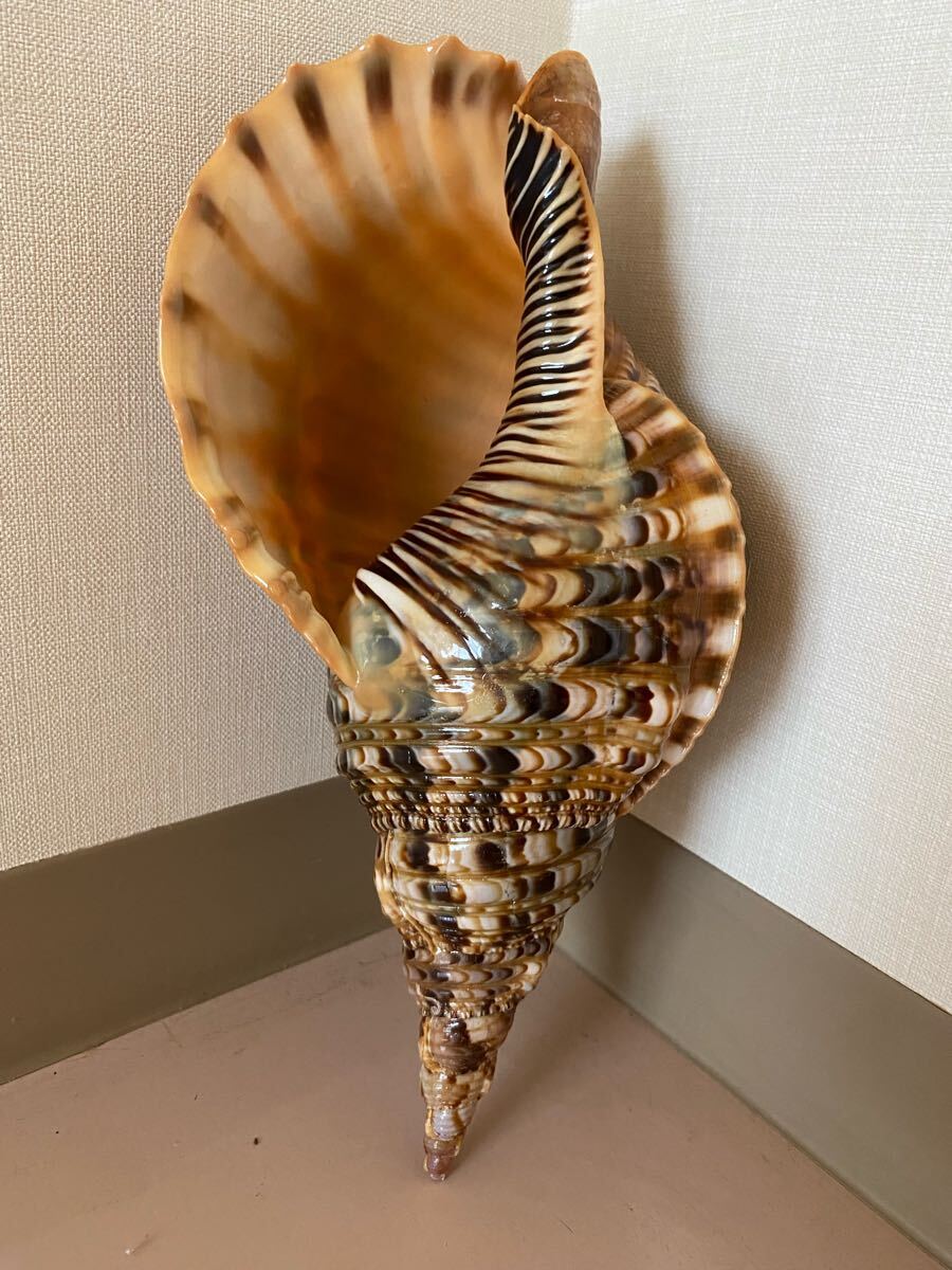 法螺貝 ホラ貝 特大 新鮮な法螺貝 虫喰いなし 35cm 重さ709g 法螺貝 ホラ貝 特大35cm 新鮮な法螺貝 虫喰いなし 666g