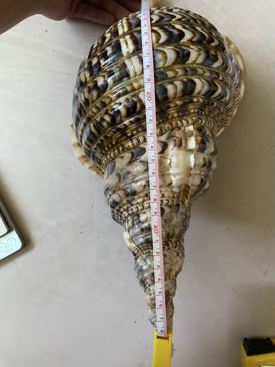 法螺貝　ホラ貝　38cm 直線で35.5cm 重さ:1080g 法螺貝 ホラ貝 38cm 直線で35.5cm 重さ:1080g - メルカリ