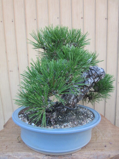 四国黒松盆栽(樹高34cm) 中品盆栽 和鉢
