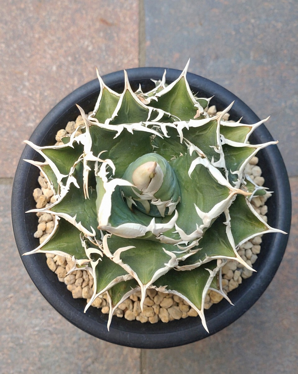 シエラミクスティカ エクストラホワイトソーン Sierra Mixteca Extra