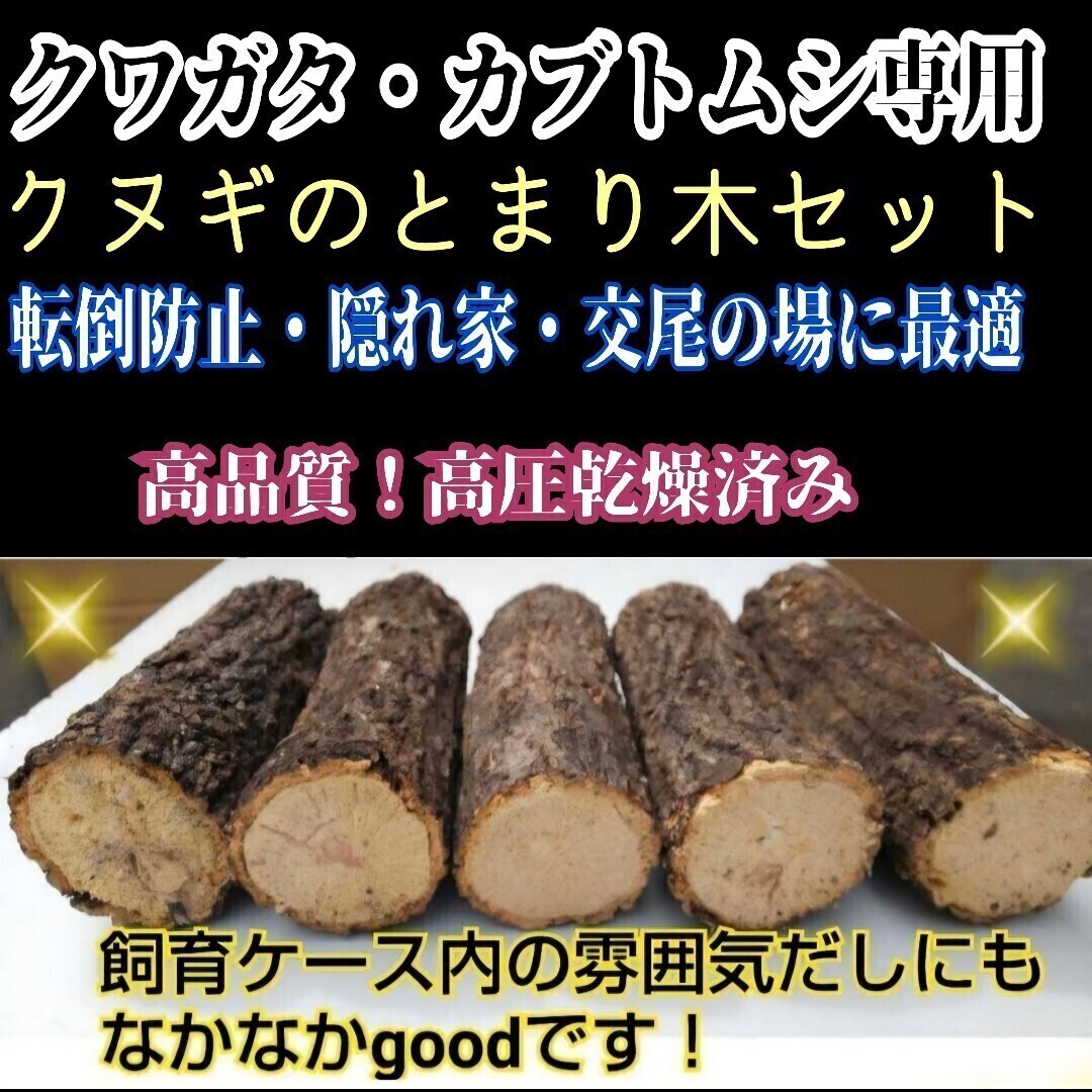  жук-носорог * рогач специальный .. дерево 5 шт. комплект переворачивание предотвращение,.. дом,. хвост. место оптимальный! кейс внутри дисплей тоже выдающийся! высокого давления сухой завершено 