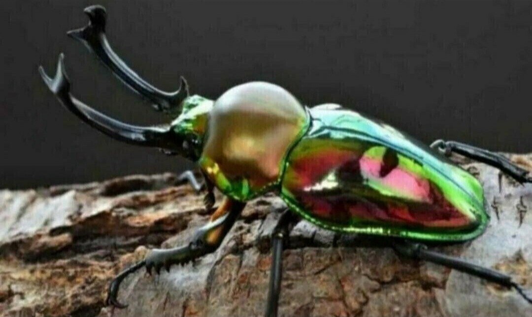  жук-носорог * рогач специальный .. дерево 5 шт. комплект переворачивание предотвращение,.. дом,. хвост. место оптимальный! кейс внутри дисплей тоже выдающийся! высокого давления сухой завершено 