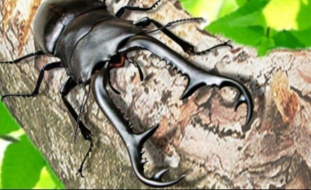  жук-носорог * рогач специальный .. дерево 5 шт. комплект переворачивание предотвращение,.. дом,. хвост. место оптимальный! кейс внутри дисплей тоже выдающийся! высокого давления сухой завершено 