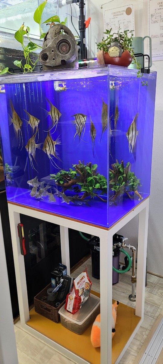 最終値下げ　引き取り限定　綺麗な中古　600×450×600アクリル水槽セット