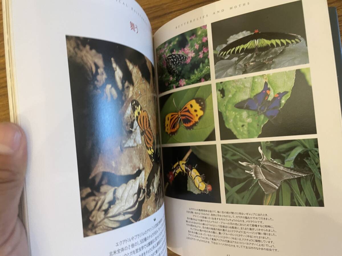 JUNGLE BOOKS 熱帯雨林 菅原一剛 及川哲也 稲田全示 及川哲也 1992年第1刷 PARCO出版　/A102_画像5