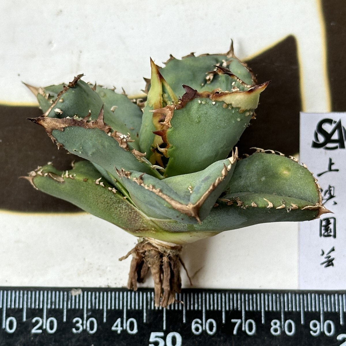 【上澳園芸】 アガベ agave チタノタ 鰐亀 991【上澳園芸】 アガベ agave チタノタ 鰐亀 (アガベ)|売買