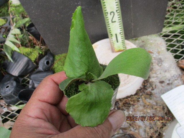 P. quadridichotomum ビカクシダ クアドリディコトマム 株分け P quadridichotomumクアドリディコトマム・ビカクシダ株分け