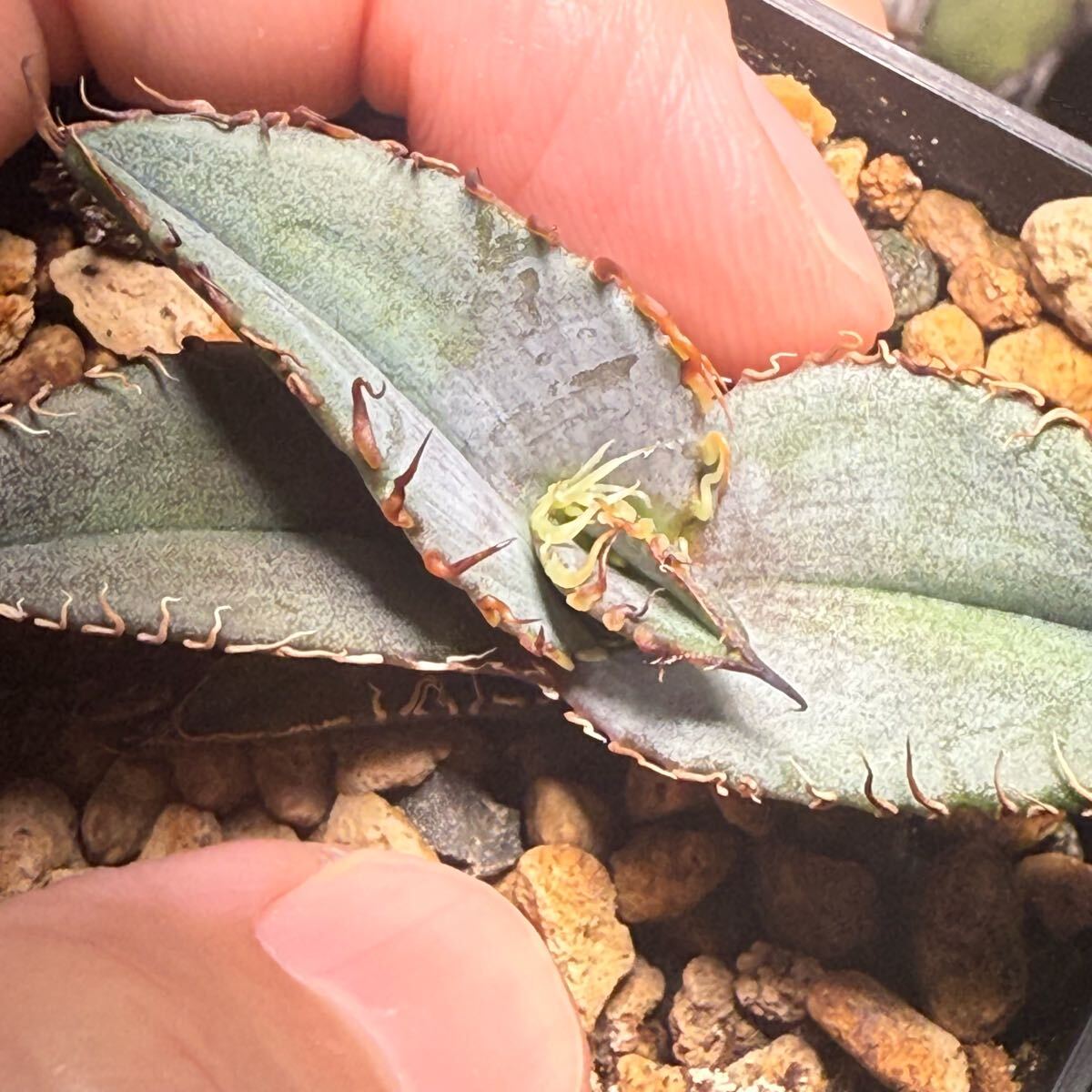 03 現物実生 アガベ ブルー葉 オテロイ実生 わしゃわしゃ 優良