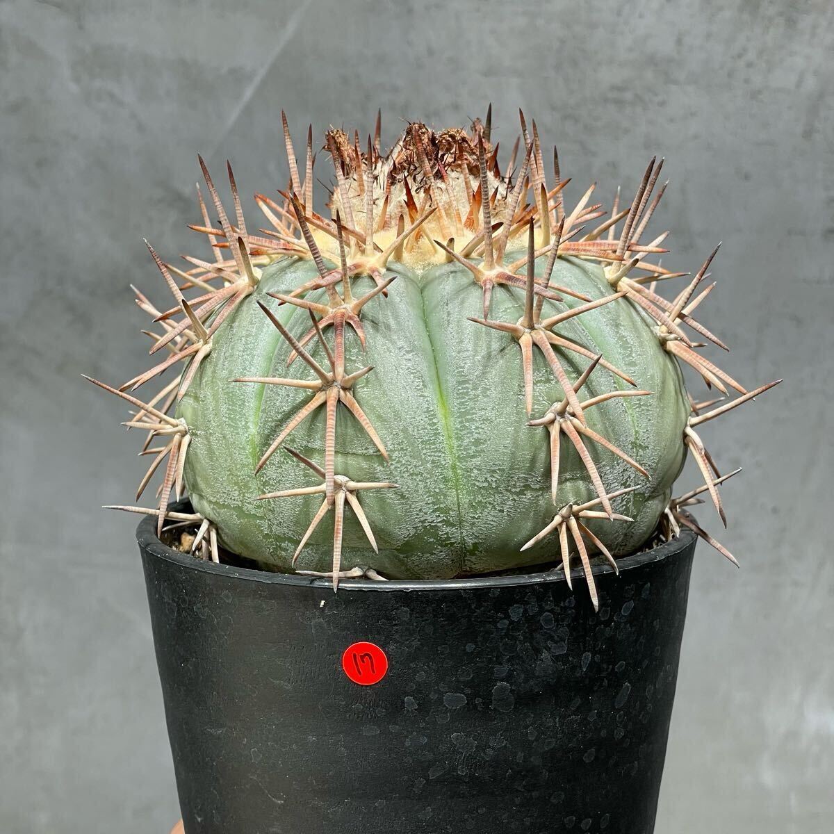 item_image_6