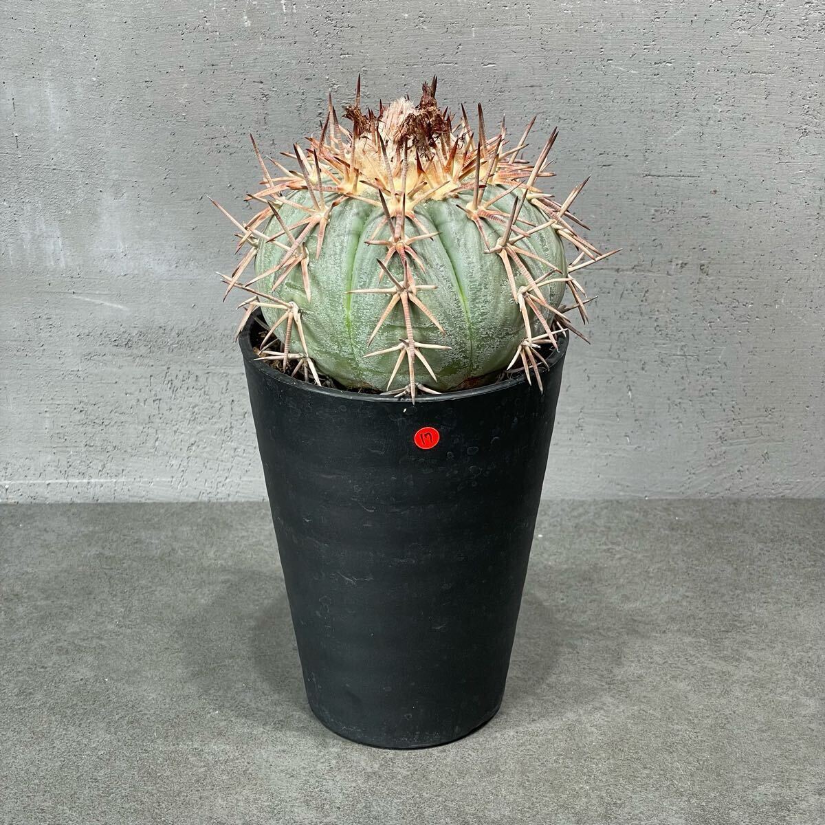 item_image_7