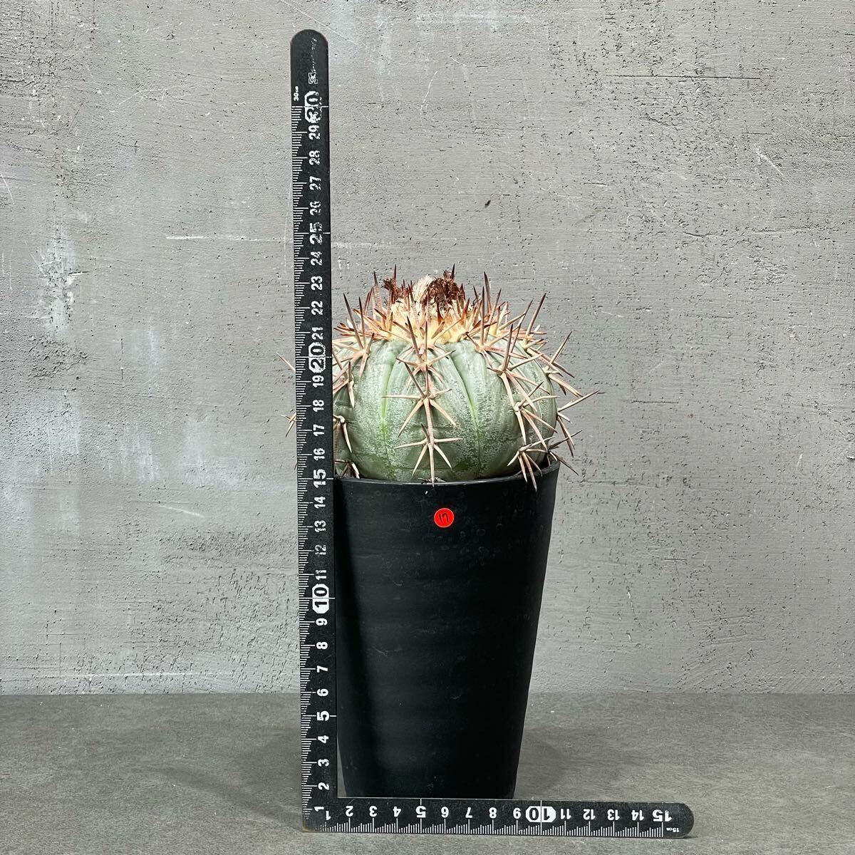 item_image_8