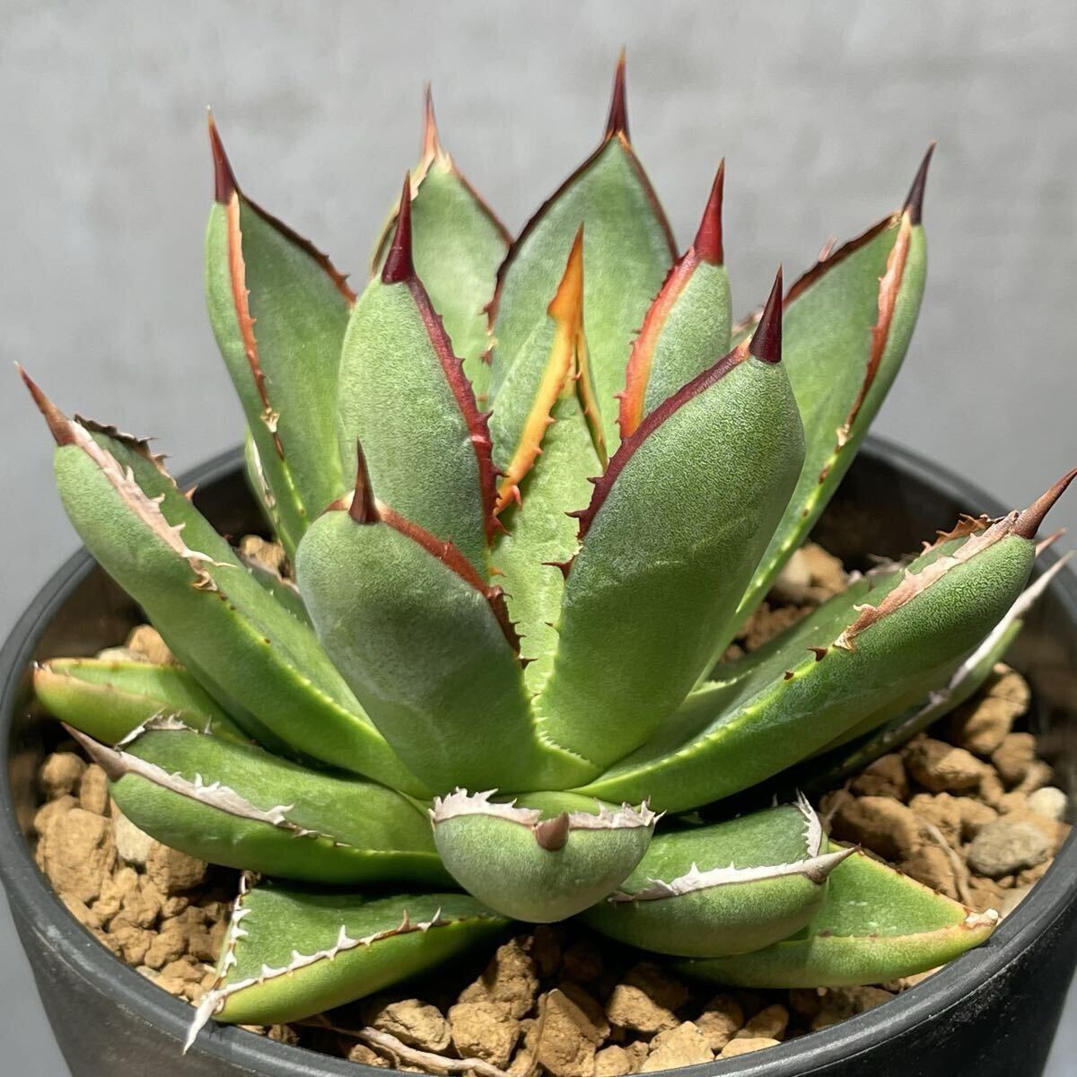 アガベ ハイブリッド Agave [N PLANTS ORIGINAL HYBRID 003