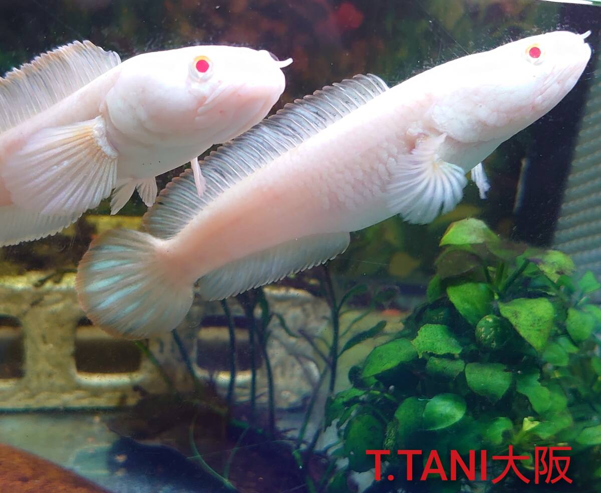 発送日限定(8/2〜3)、アルビノドワーフスネークヘッド(リムバータ)×1ペア