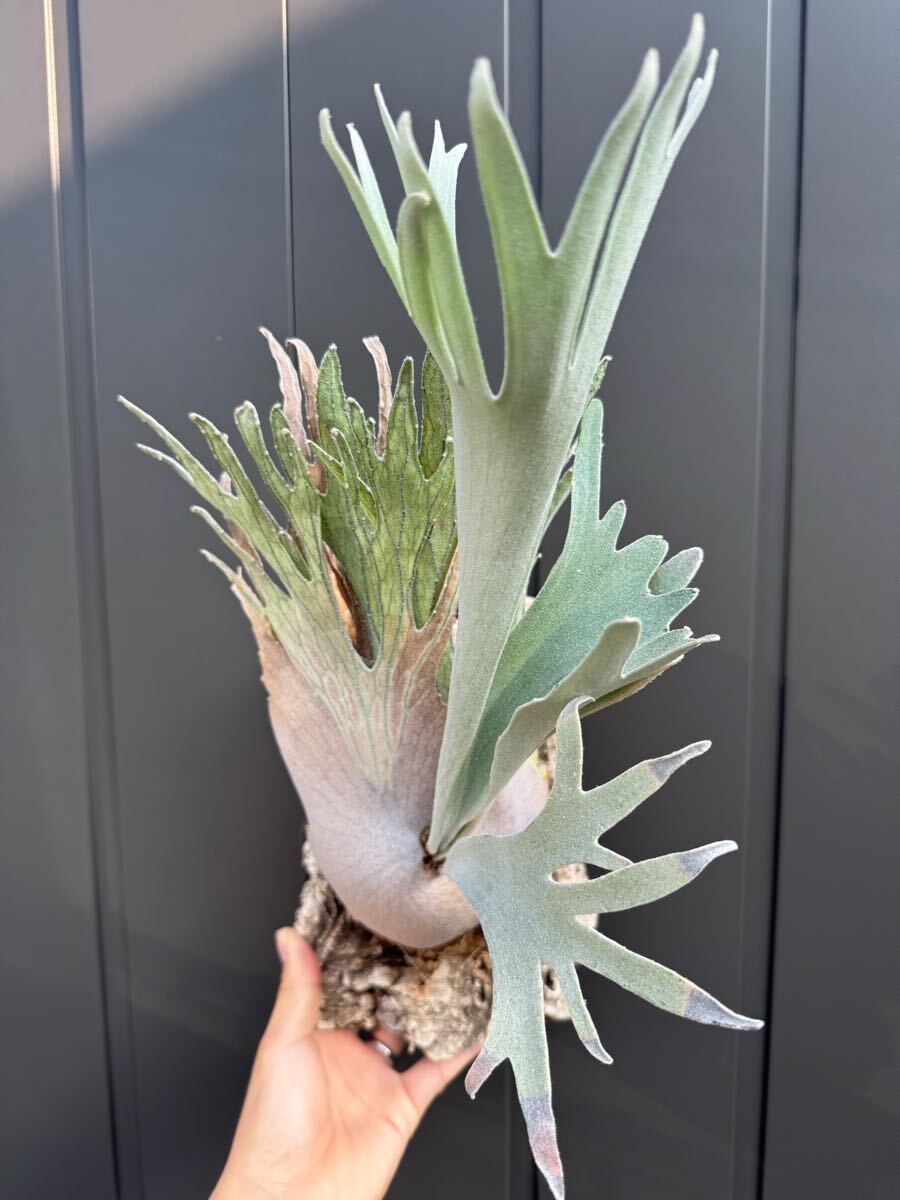 platycerium pedro original ペドロ platycerium veitchii pedro original ペドロ