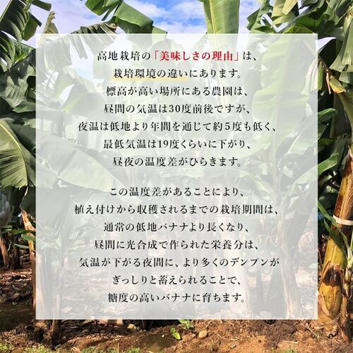 業務用 訳あり甘熟王バナナ 約5kg バナナ 期間限定バナナ 業務用バナナ 訳ありバナナ 格安バナナ 3_画像5