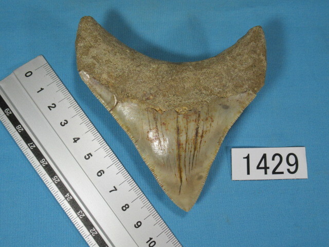 化石 サメの歯　メガロドン　インドネシア　130mm　No.654 化石 サメの歯 メガロドン インドネシア 130mm No.654 極上