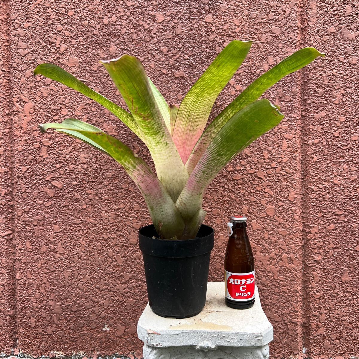 Vriesea 'Manoa Valley' 中株 Vriesea 'Manoa Valley' 中株