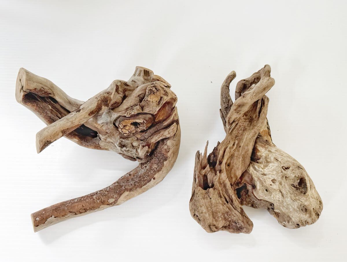流木[ ホーンウッド2個セット] アクアリウム ビバリウム 爬虫類