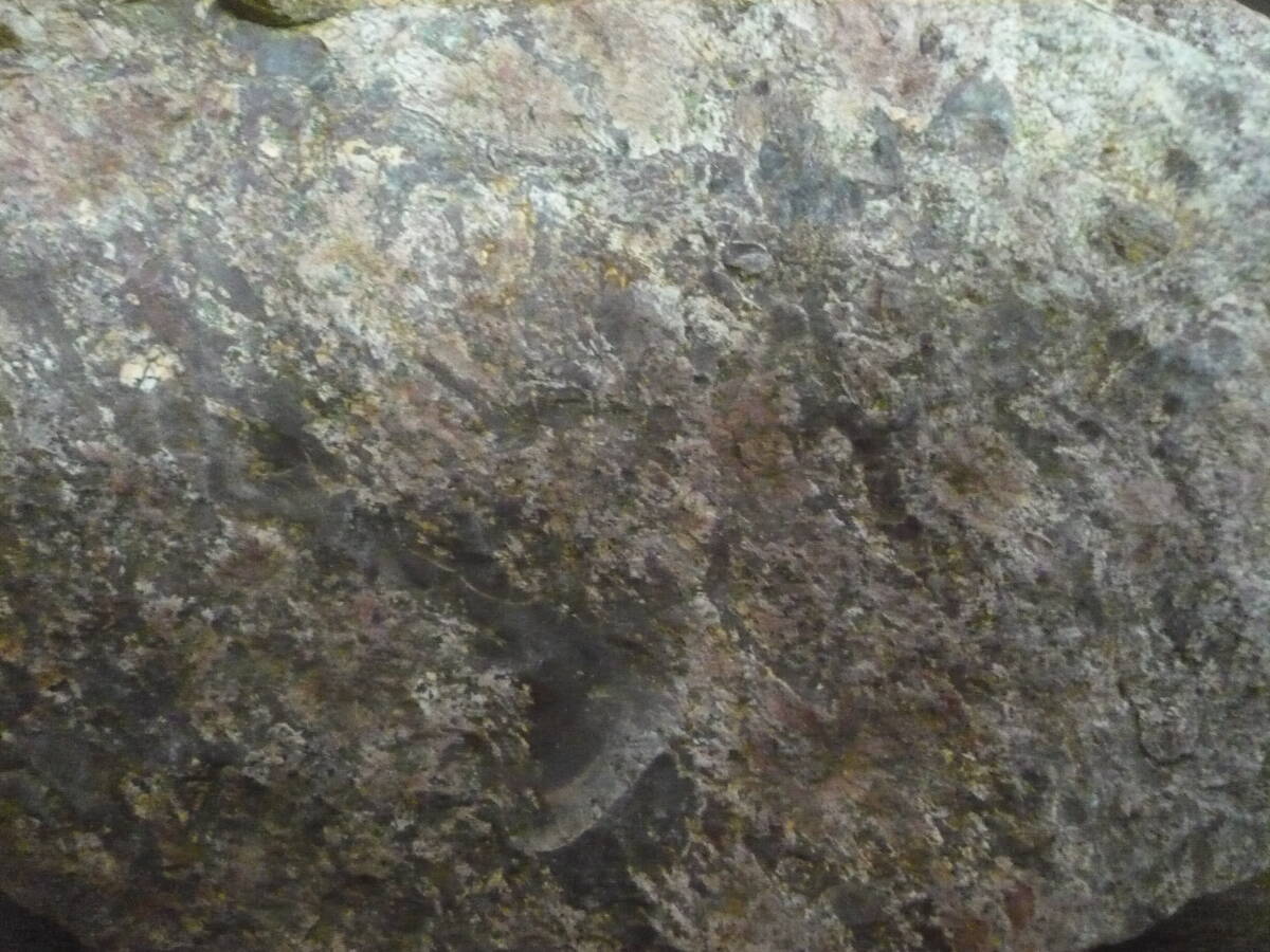 宝30　白山流紋石 3.2kg　自然石　大　原石　菊紋？　①　ポッキリ価格_画像5